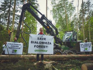 Akcja protestacyjna ekologów w Puszczy Białowieskiej