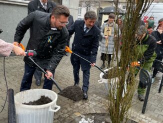 Dąb kolumnowy został posadzony przy budynku Radia Katowice